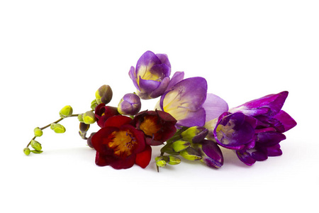 季节 庆祝 花瓣 浪漫的 自然 美女 紫罗兰 小苍兰 春天