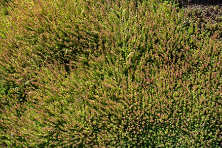  Green leaves of the spring as a background