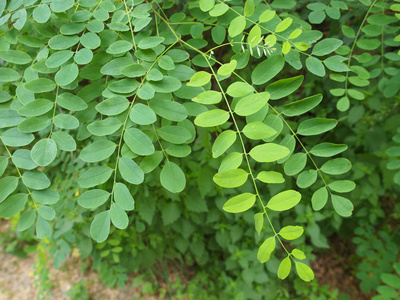 阿拉伯树胶 树叶 荆棘树 荆棘 植物 植被 自然 吹口哨