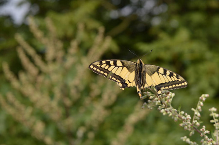 翅膀 动物 野生动物 美女 美丽的 昆虫 春天 花园 特写镜头