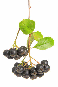 分支 水果 特写镜头 喷气式飞机 黑果 植物 窒息 树叶