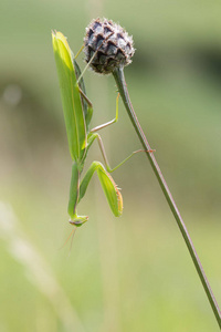 生物学 生物 缺陷 天线 野生动物 动物 昆虫 环境 动物群