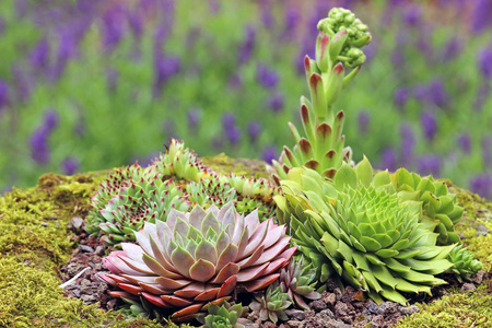 植物学 自然 紫色 美丽的 开花 八月 美女 植物 植物区系
