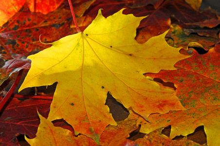 落下 黑发 枫树 秋天 季节 美极了 颜色 五花八门 树叶