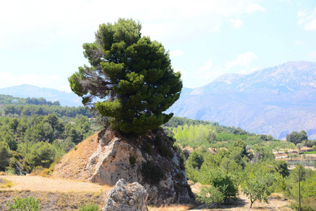 风景 自然 植物 松木 山谷 地中海 希腊 天空 小山 领域