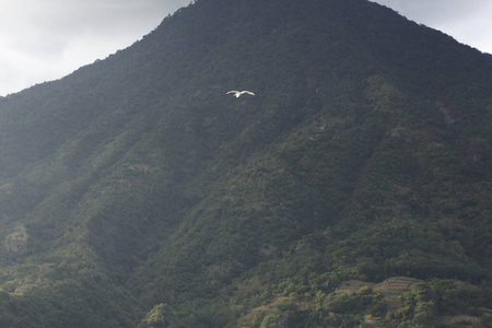 鹈鹕背山飞翔鹈鹕在天空帕纳雅切尔危地马拉