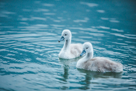 湖水里的天鹅家族图片