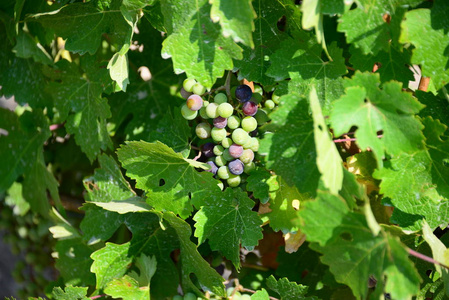 水果 葡萄 分支 葡萄栽培 落下 农事 甜的 葡萄酒商 出口