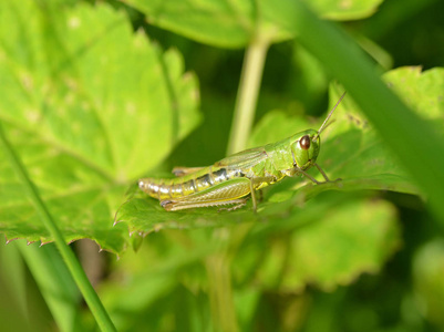 祈祷 生物 天线 缺陷 蚱蜢 野生动物 环境 动物群 动物