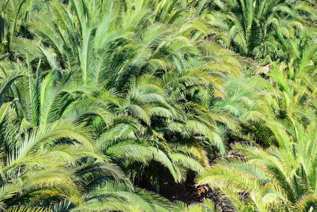 颜色 花园 植物 棕榈 树叶 生长 天空 森林 自然 风景