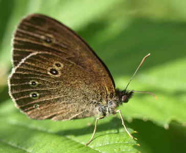 蝴蝶 美丽的 花园 自然 植物 夏天 昆虫 特写镜头 鳞翅目