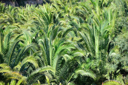 生长 棕榈 西班牙 森林 植物区系 领域 环境 植物 夏天