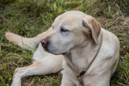 自然 捕食者 可爱极了 宠物 犬科动物 小狗 拉布拉多 动物