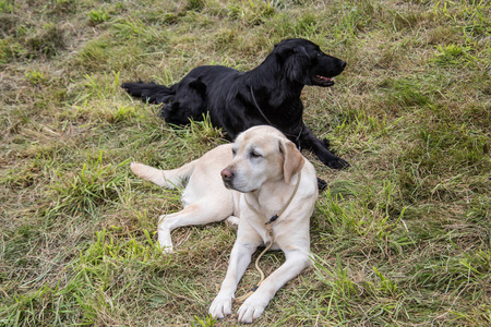 繁殖 可爱的 寻回者 猎犬 犬科动物 自然 纯种 动物 美丽的