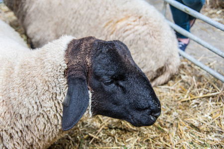 可爱的 羊肉 兽群 面对 新的 农场 草地 农业 羔羊 羊毛
