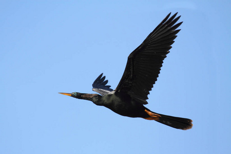 航班 鸟类 动物 野生动物 自然 沼泽地 苍蝇 动物群 羽毛