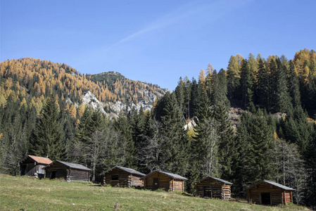 隆突 落下 阿尔卑斯山 森林 奥地利人 秋天 自然