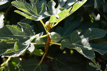 素食主义者 饮食 无花果 森林 甜点 树干 夏天 食物 自然