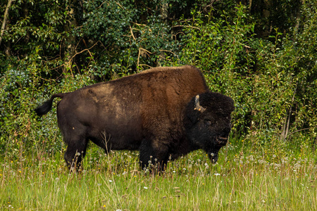 怀俄明州 育空 大草原 兽群 公牛 美国 自然 哺乳动物