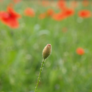 夏天 草地 花的 春天 颜色 花园 领域 自然 季节