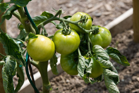 栽培 蔬菜 自然 温室 水果 生长 营养 农业 食物 收获