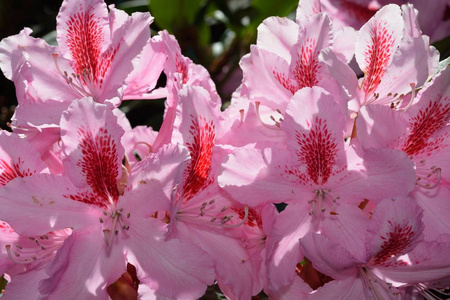 粉红色 植物 灌木 花儿 花瓣 杜鹃花 流血