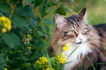 毛皮 夏天 花园 挪威语 繁殖 猫科动物 斑猫 外部 说话