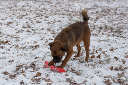 可爱的小布拉班肯小狗正在冬季公园玩他的玩具。宠物动物。