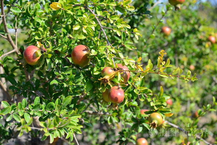 花园 分支 夏天 收获 水果 作物 季节 苹果 果园 食物