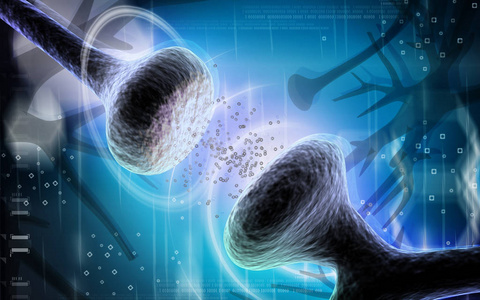 粉红色 突触 有机体 纹理 神经元 身体 解剖 生物学 插图