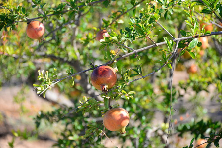 花园 美味的 水果 农业 季节 食物 秋天 自然 分支 果园