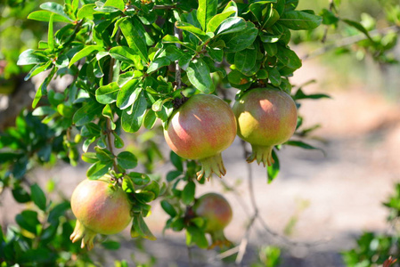 夏天 苹果 秋天 果园 花园 水果 农场 农业 食物 自然