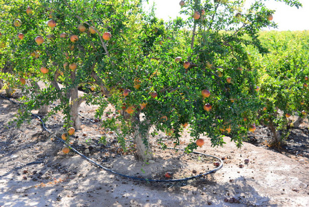 食物 季节 甜的 水果 苹果 石榴 收获 花园 领域 地中海