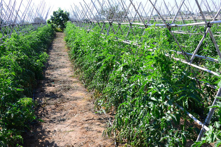 生长 西红柿 农场 农事 花园 夏天 行业 温室 番茄 食物