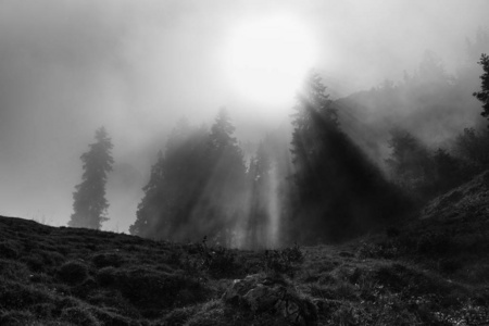 风景 自然 森林 草地 乡村