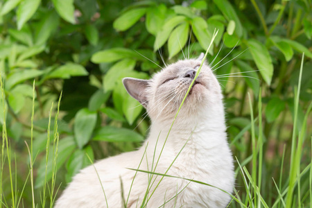 夏天，一只白猫在花园里吃一片草。