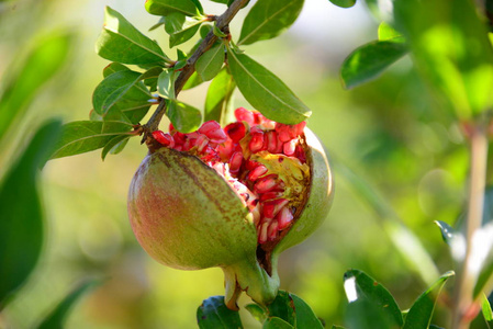 健康 素食主义者 植物 分支 树叶 农业 甜的 季节 维生素