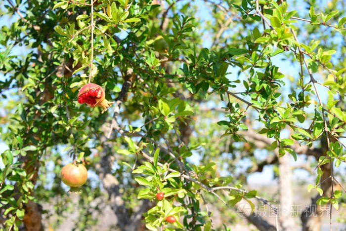 季节 分支 食物 维生素 农业 甜的 植物 树叶 浆果 水果