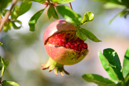 水果 夏天 石榴 树叶 维生素 植物 苹果 颜色 收获 季节