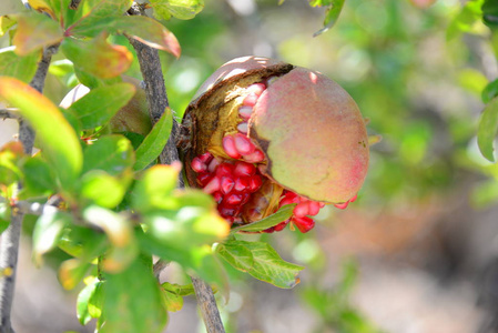秋天 季节 收获 水果 树叶 农业 自然 甜的 夏天 维生素