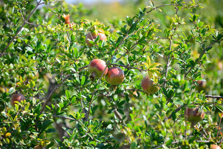 甜的 果园 植物 苹果 食物 自然 收获 生长 分支 花园