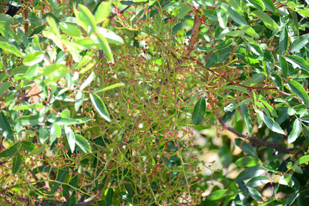 美丽的 自然 生长 植物 植物区系 食物 颜色 季节 分支