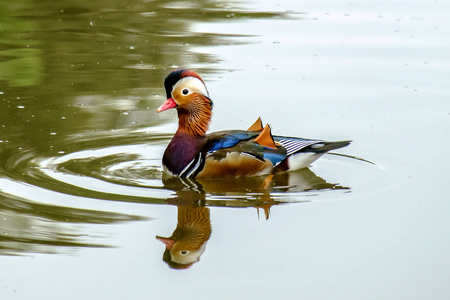 公园 羽毛 游泳 野生动物 自然 动物 水禽 美女 美丽的