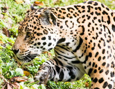 休息 南方 野生动物 森林 食肉动物 动物 潘塔纳尔 斑点