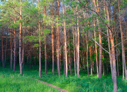 自然 风景 阴影 植物 季节 美女 土地 场景 树干 分支