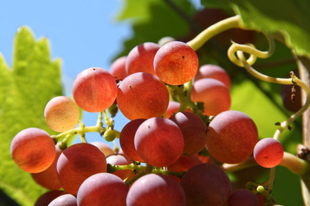 生长 风景 农业 葡萄园 葡萄栽培 植物学 自然 酒厂 浆果