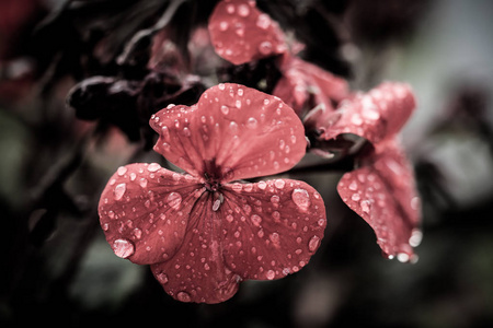 滴下 雨滴 渗漏 繁荣的 自然 植物 开花 浸湿 滴水 繁荣