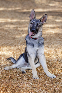 动物 哺乳动物 繁殖 宠物 训练 毛皮 犬科动物 纯种 美丽的