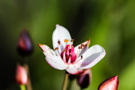 美女水润夏季开花灯心草开花特写.照片
