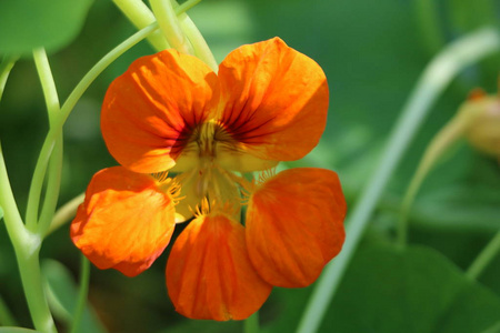 花的 美丽的 花园 花瓣 领域 春天 植物 颜色 夏天 自然